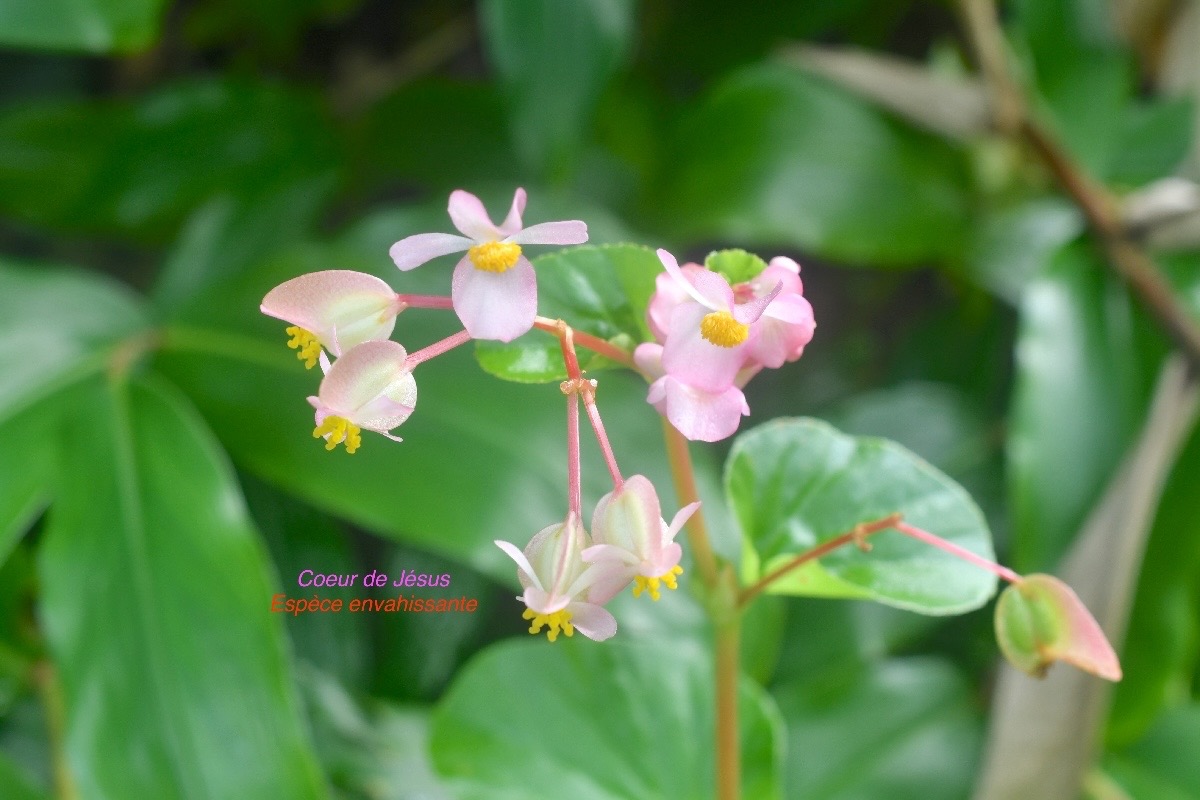 Begonia cucullata Coeur de Je ́sus Begoniaceae E E 1675.jpeg