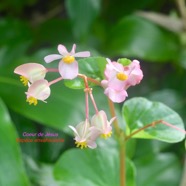 Begonia cucullata Coeur de Je ́sus Begoniaceae E E 1675.jpeg