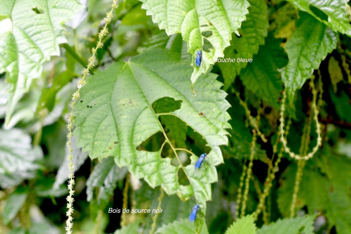 Boehmeria macrophylla Bois de source Urt icaceae Cryptogène La Réunion 1642.jpeg