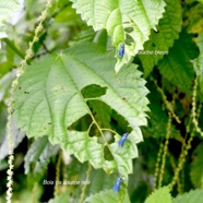 Boehmeria macrophylla Bois de source Urt icaceae Cryptogène La Réunion 1642.jpeg