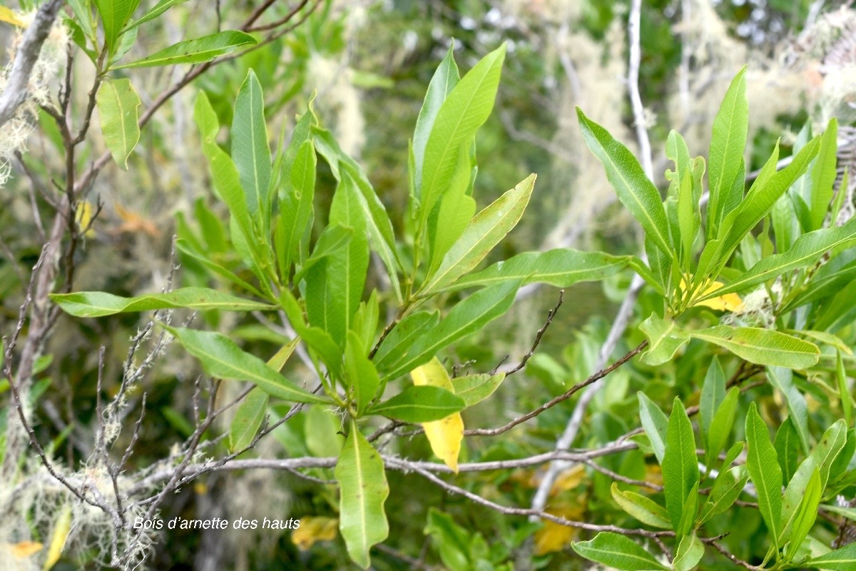 Dodonaea viscosa Bois d'arnette des hauts  Sapindaceae Indigène La Réunion 1711.jpeg