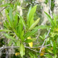 Dodonaea viscosa Bois d'arnette des hauts  Sapindaceae Indigène La Réunion 1711.jpeg