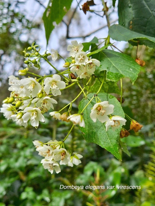 Dombeya elegans var.jpeg