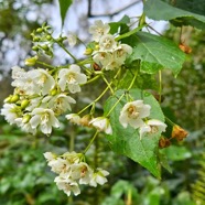 Dombeya elegans var.jpeg