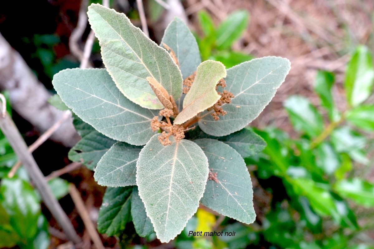 Dombeya ferruginea Petit mahot noir Mal vaceae Endémique La Réunion 1696.jpeg