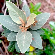 Dombeya ferruginea Petit mahot noir Mal vaceae Endémique La Réunion 1696.jpeg