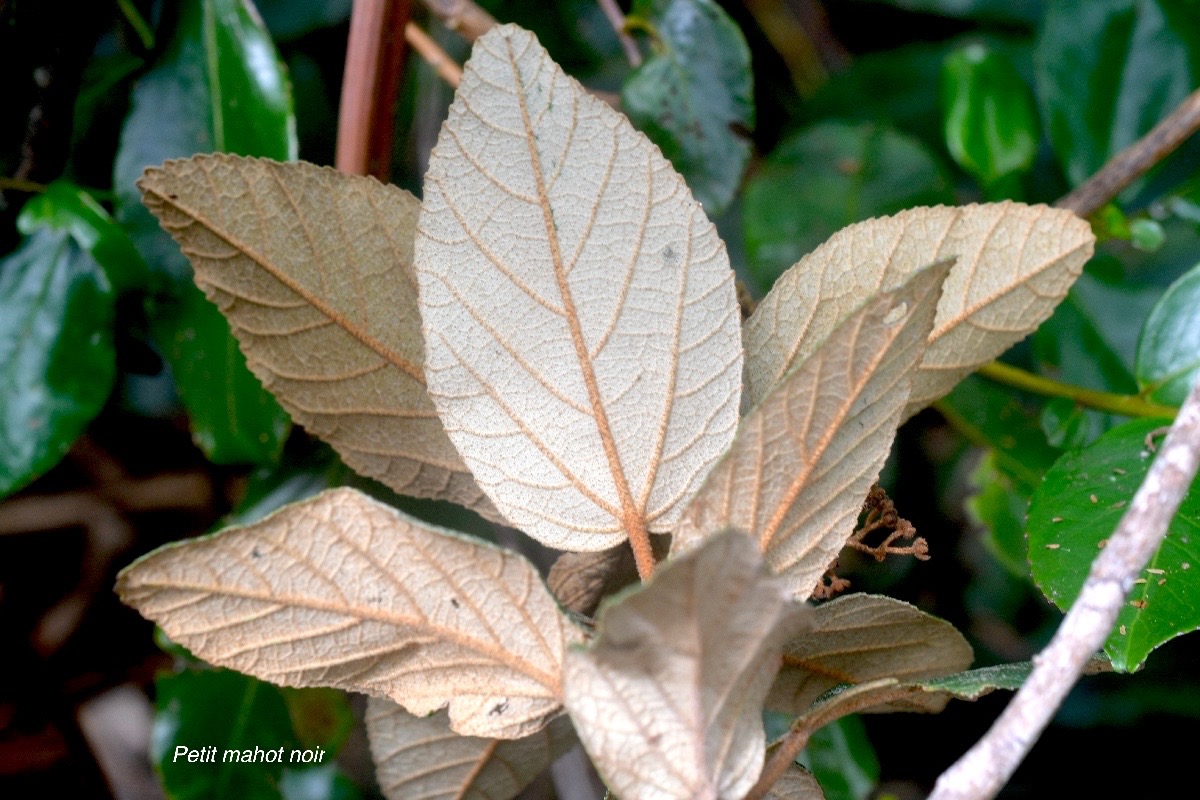 Dombeya ferruginea Petit mahot noir Mal vaceae Endémique La Réunion 1697.jpeg