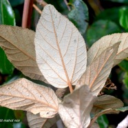 Dombeya ferruginea Petit mahot noir Mal vaceae Endémique La Réunion 1697.jpeg