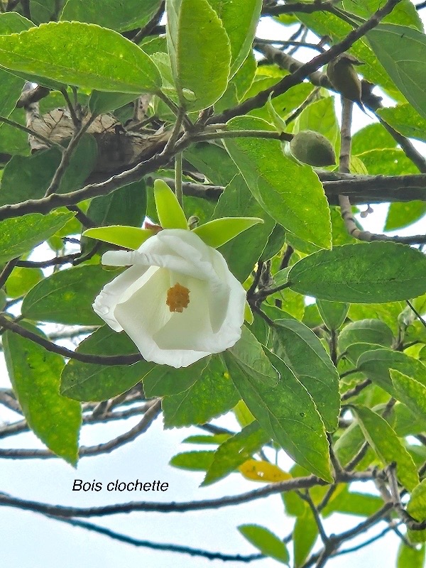 Dombeya granulata Bois clochette Malvacea e Endémique La Réunion Maurice 605.jpeg