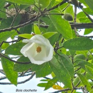 Dombeya granulata Bois clochette Malvacea e Endémique La Réunion Maurice 605.jpeg