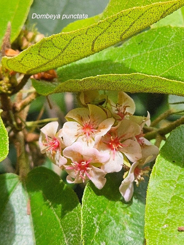 Dombeya punctata Malvaceae E ndémique La Réunion 45.jpeg