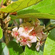 Dombeya punctata Malvaceae E ndémique La Réunion 45.jpeg