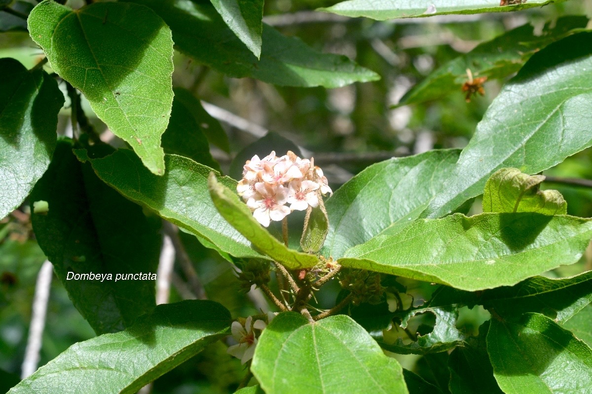 Dombeya punctata Malvaceae En démique La Réunion 1666.jpeg