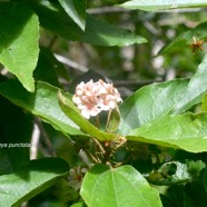 Dombeya punctata Malvaceae En démique La Réunion 1666.jpeg