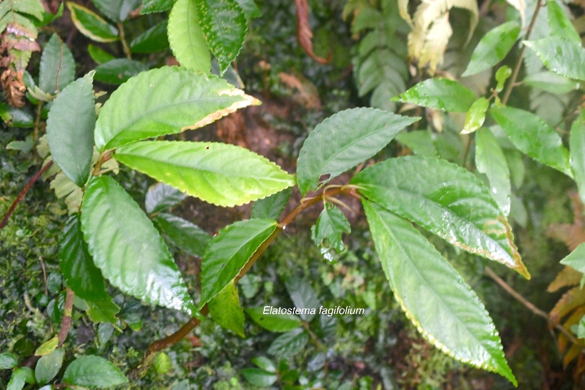 Elatostema fagifolium Urticaceae Ende ́mique La Réunion, Maurice 1651.jpeg