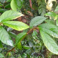 Elatostema fagifolium Urticaceae Ende ́mique La Réunion, Maurice 1651.jpeg