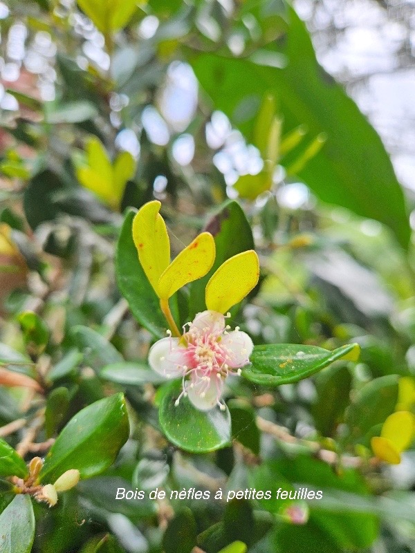 Eugenia buxifolia Bois de nèfles à petites feuilles Myrtaceae Endémique La Réunion 516.jpeg