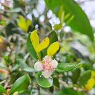 Eugenia buxifolia Bois de nèfles à petites feuilles Myrtaceae Endémique La Réunion 516.jpeg