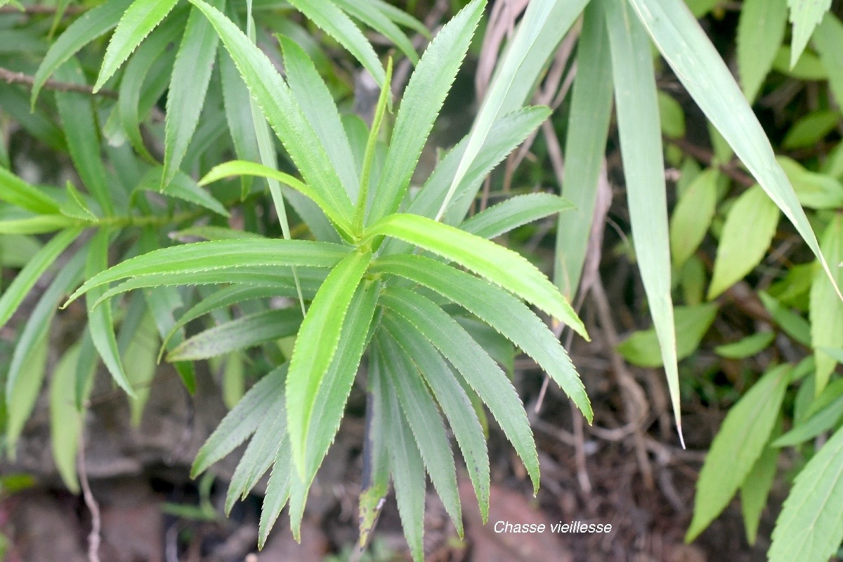 Faujasia salicifolia Chasse vieillesse As teraceae Endémique La Réunion 1714.jpeg