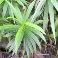 Faujasia salicifolia Chasse vieillesse As teraceae Endémique La Réunion 1714.jpeg