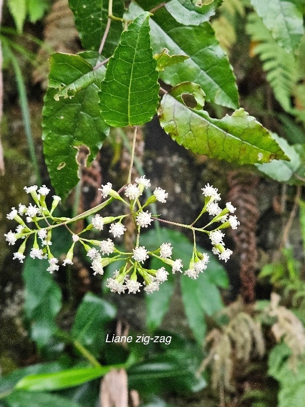 Faujasiopsis flexuosa Liane zig-zag As teraceae Indigène La Réunion 544.jpeg