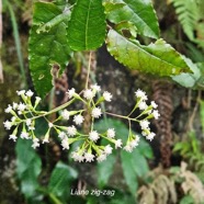 Faujasiopsis flexuosa Liane zig-zag As teraceae Indigène La Réunion 544.jpeg