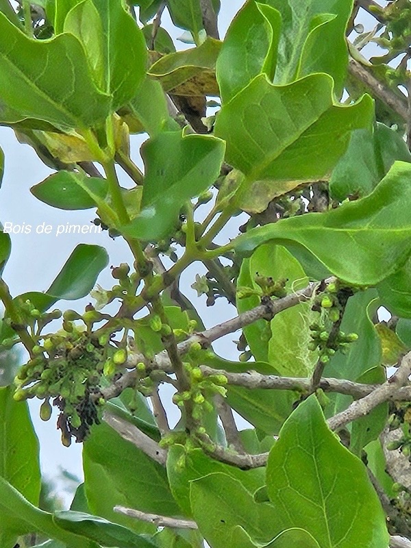 Geniostoma borbonicum Bois de piment Logania ceae Endémique La Réunion, Maurice 543.jpeg