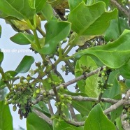 Geniostoma borbonicum Bois de piment Logania ceae Endémique La Réunion, Maurice 543.jpeg