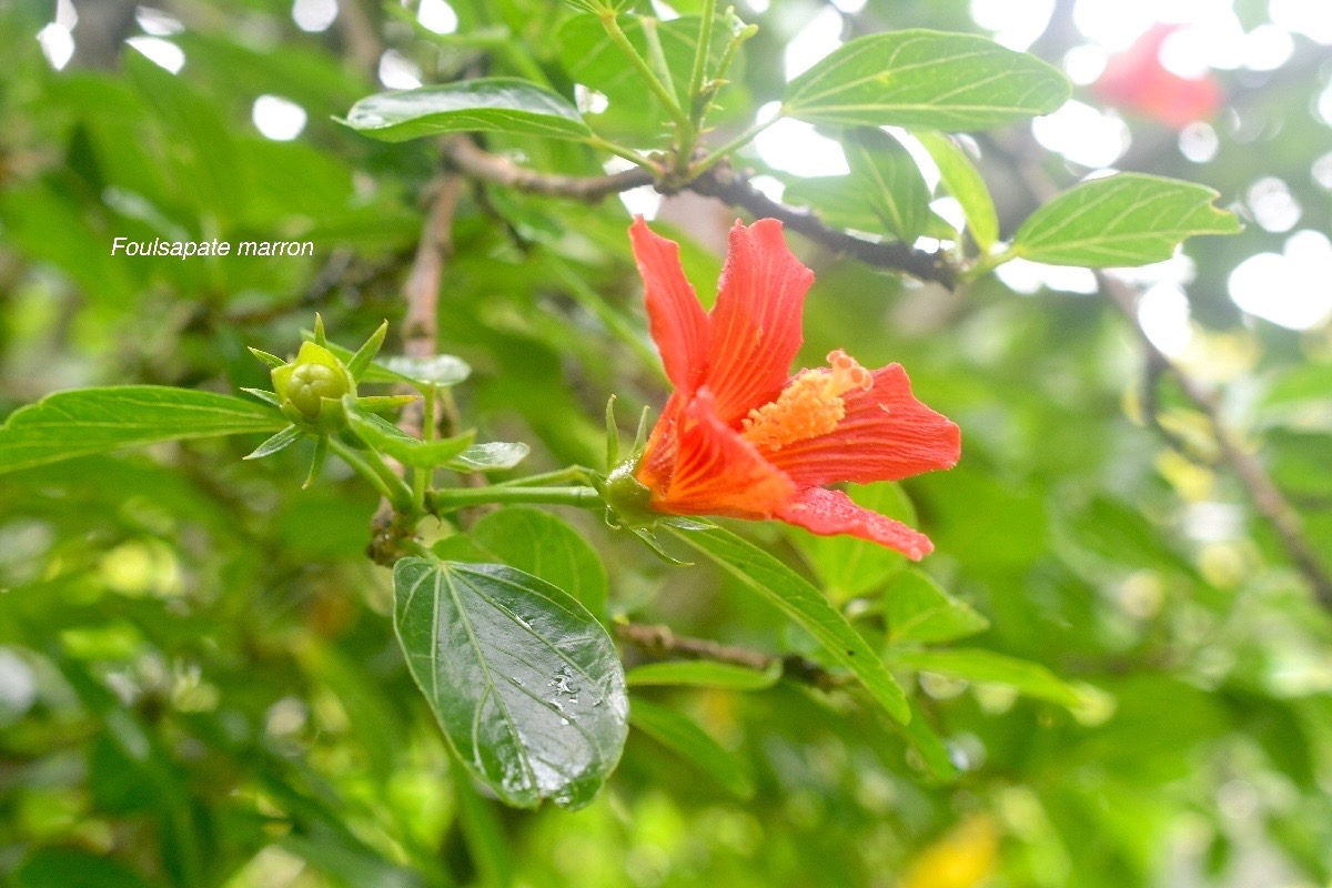 Hibiscus boryanus Foulsapate marron Malvace ae Endémique La Réunion, Maurice 1662.jpeg