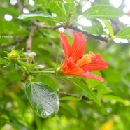 Hibiscus boryanus Foulsapate marron Malvace ae Endémique La Réunion, Maurice 1662.jpeg