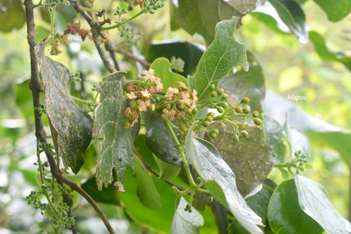 Monimia rotundifolia Mapou Malvace ae Endémique La Réunion 1654.jpeg