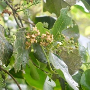 Monimia rotundifolia Mapou Malvace ae Endémique La Réunion 1654.jpeg