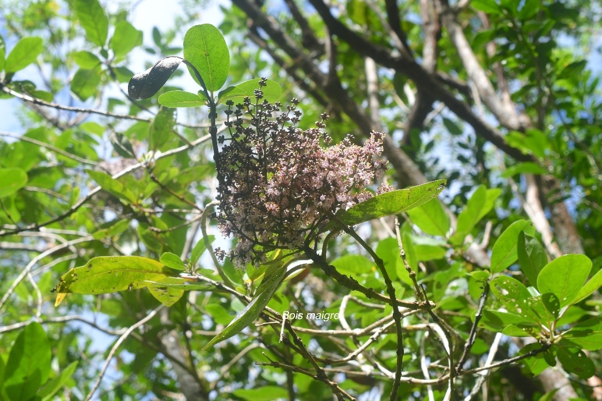 Nuxia verticillata Bois maigre Stilbaceae  Endémique La Réunion, Maurice 1664.jpeg