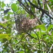 Nuxia verticillata Bois maigre Stilbaceae  Endémique La Réunion, Maurice 1664.jpeg