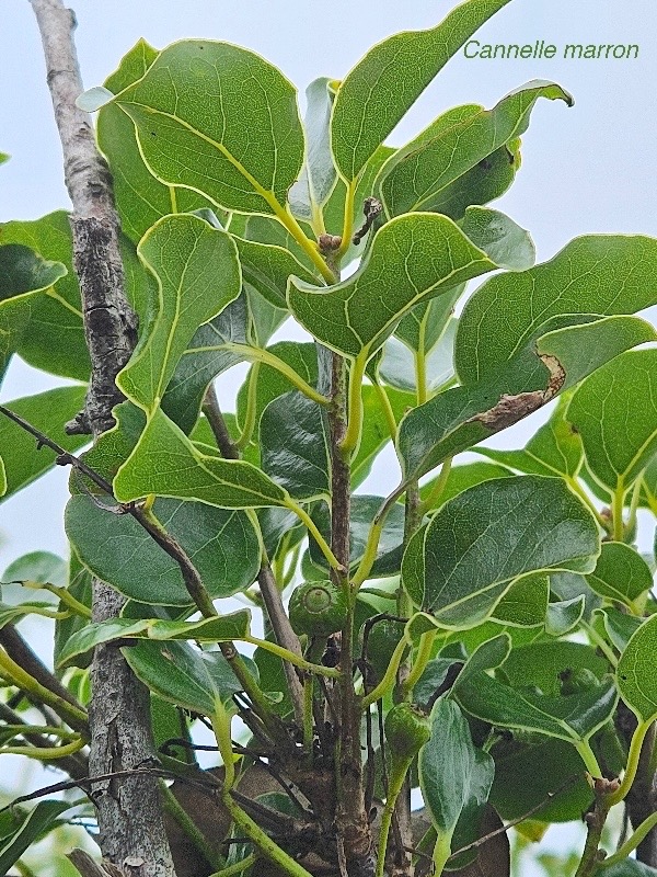 Ocotea obtusata Cannelle marron Lauraceae  Endémique La Réunion, Maurice 317.jpeg