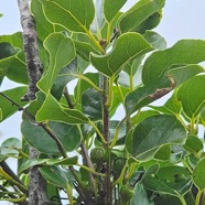 Ocotea obtusata Cannelle marron Lauraceae  Endémique La Réunion, Maurice 317.jpeg