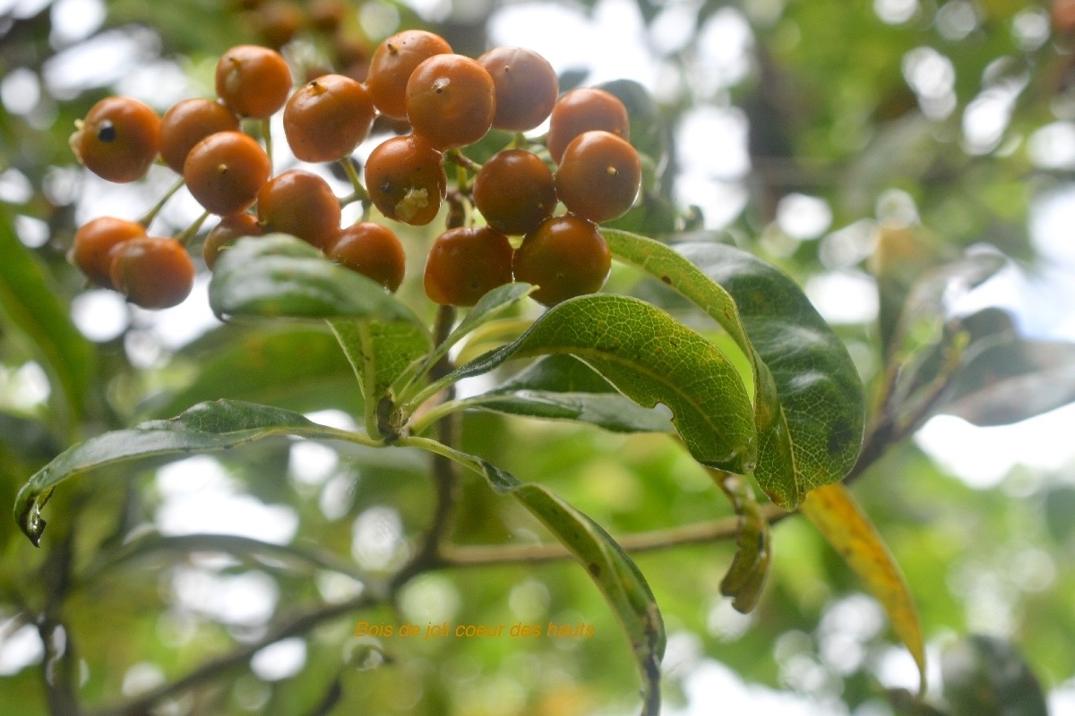 Pittosporum senacia var reticulatum Bois de joli coeur  des hauts Pittosporaceae Ind igène La Réunion 1659.jpeg