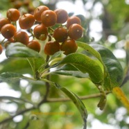 Pittosporum senacia var reticulatum Bois de joli coeur  des hauts Pittosporaceae Ind igène La Réunion 1659.jpeg