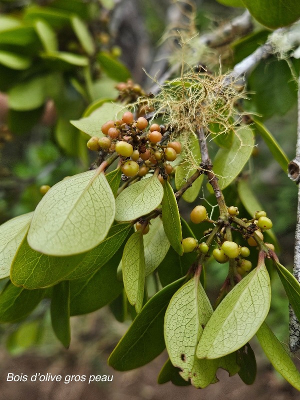 Pleurostylia pachyphloea Bois d'olive gros pea u Celastraceae Endémique La Réunion 631.jpeg