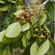 Pleurostylia pachyphloea Bois d'olive gros pea u Celastraceae Endémique La Réunion 631.jpeg