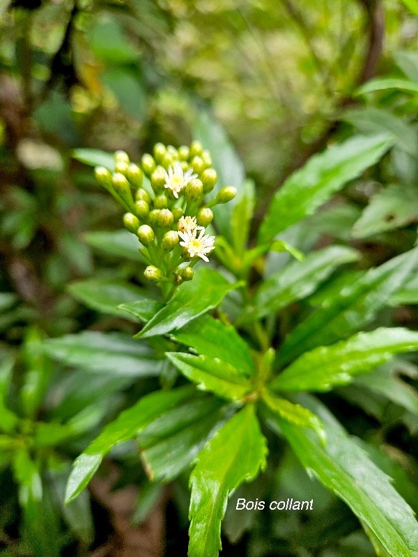 Psiadia dentata Bois collant Astera ceae Endémique La Réunion 925.jpeg