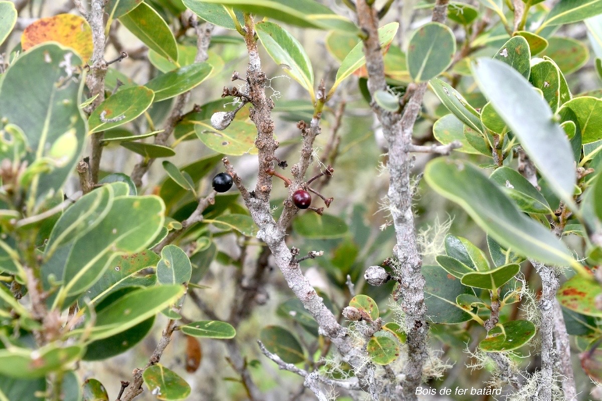 Sideroxylon borbonicum Bois de fer ba?tard  Sapotaceae Endémique La Réunion 1713.jpeg