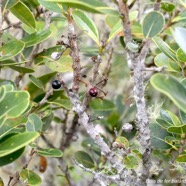 Sideroxylon borbonicum Bois de fer ba?tard  Sapotaceae Endémique La Réunion 1713.jpeg