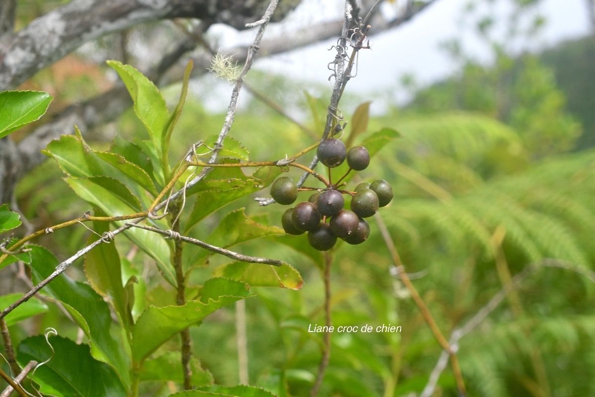 Smilax anceps Liane croc de chien Smilacaceae Indigène La Réunion 1708.jpeg