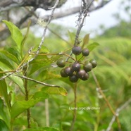 Smilax anceps Liane croc de chien Smilacaceae Indigène La Réunion 1708.jpeg