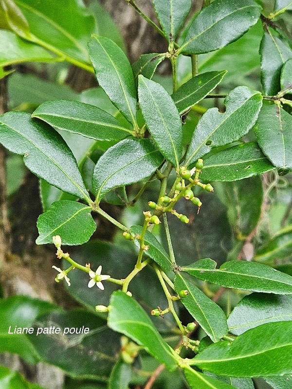 Toddalia asiatica Liane patte poule R utaceae Indigène La Réunion 148.jpeg