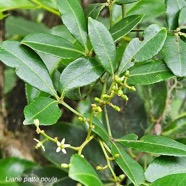 Toddalia asiatica Liane patte poule R utaceae Indigène La Réunion 148.jpeg