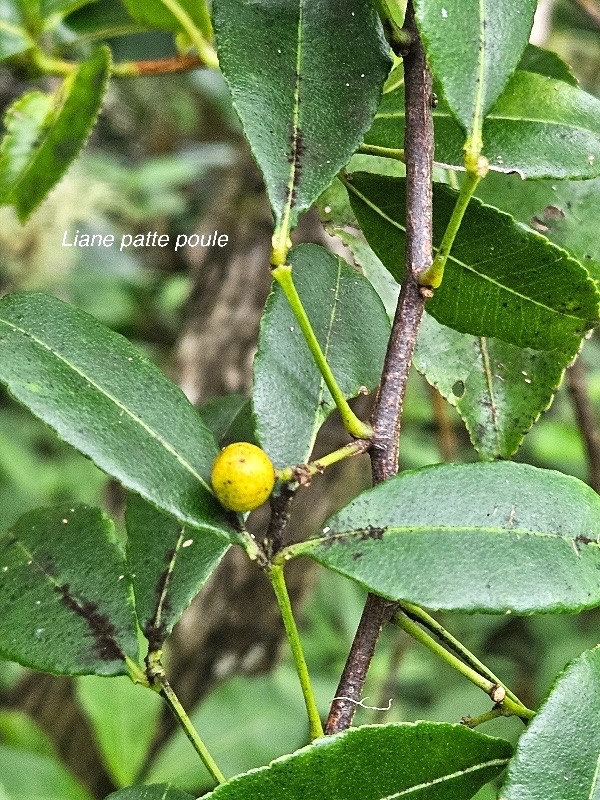 Toddalia asiatica Liane patte poule R utaceae Indigène La Réunion 321.jpeg