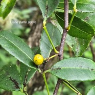 Toddalia asiatica Liane patte poule R utaceae Indigène La Réunion 321.jpeg