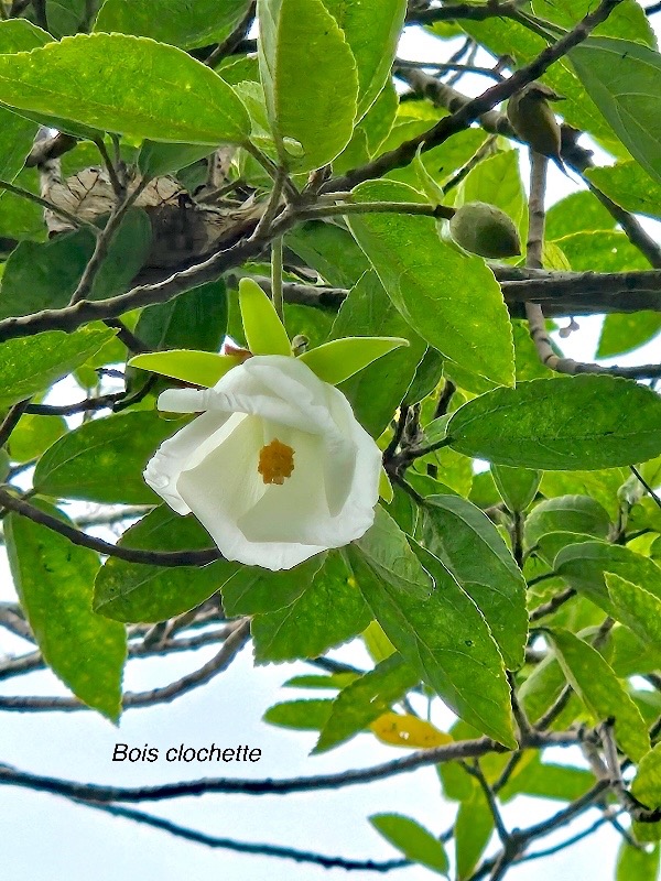 Trochetia granulata Bois clochette Malvace ae Endémique La Réunion Maurice 605.jpeg